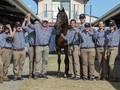 Dundeel Colt Smashes Record At Sale