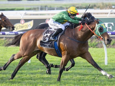 Breeding The Best Of Black Type Winners At Yarradale Image 3