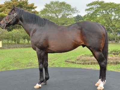 Korea's Top Stallion Dead At 23 Image 1