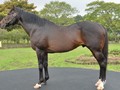 Korea's Top Stallion Dead At 23