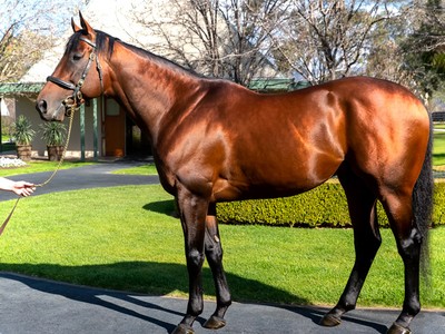 First Winner in UK for US Triple Crown Winner, American Phar ... Image 1