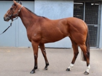 Snitzel Daughter Breaks Online Thoroughbred Auction Record Image 1