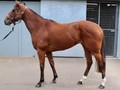 Snitzel Daughter Breaks Online Thoroughbred Auction Record