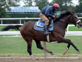 Preservationist Enters Breeders’ Cup Classic Rankings