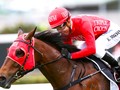 Secret To Winning The Everest Making Sure Redzel Is As Happy As Possible