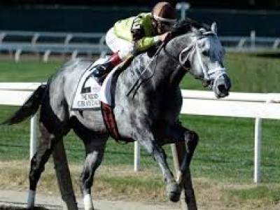 Graydar Relocated From Taylor Made to Milky Way Farm Image 1