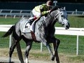 Graydar Relocated From Taylor Made to Milky Way Farm