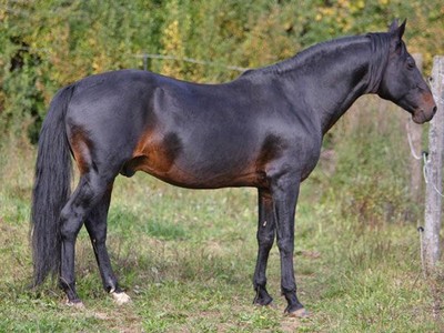 Assured Tops KZN Yearling Sale Image 1