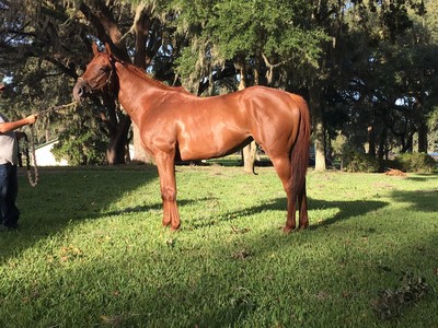 Curlin Colt First American Yearling For Aquis Image 2