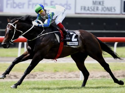 Waikato Stud Stands New Speed Stallion Image 1