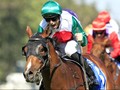 Castelvecchio On Target For Golden Rose