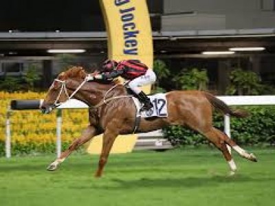 Gr.2 Jockey Club Races Showcase Hong Kong Horses At Their Re ... Image 1