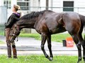 The Prince and His Fellowes On The Road To Melbourne Cup 2020