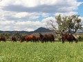 In Conversation With Peter O’Brien, General Manager At Segenhoe Stud  Quality Overrides Quantity At Segenhoe