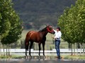 In Conversation With Arrowfield Stud  Going For The Ten Million Dollar Yearlings’ Mark