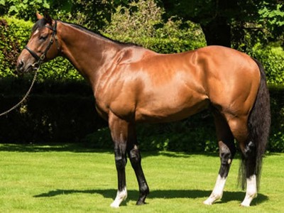 Churchill Foals Successful At Tattersalls December Sale Image 1