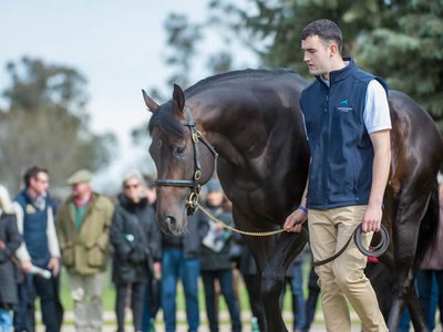 Busiest Sires in Britain and Ireland (2019) Already in Austr ... Image 1