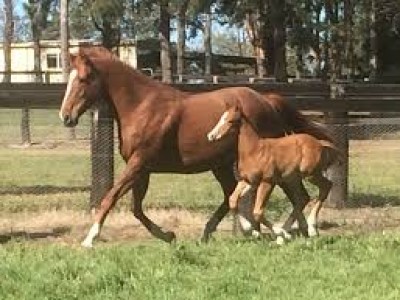 In Conversation with Davali Thoroughbreds Image 1