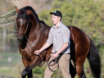 Young sires Lord Kanaloa and Maurice are helping shift perce ... Image 1