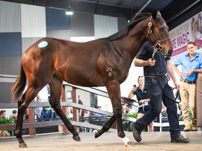 In Conversation With Stuart Bowman, Blandford Bloodstock Bla ... Image 1