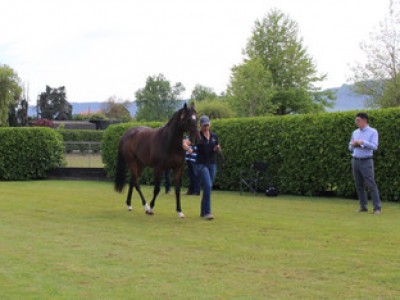 Kilgravin Lodge: A Thoroughbred's Paradise. Image 1