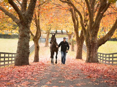 Mapperley Stud: Making The Brand A Thoroughbred Leader Image 1