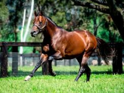 Zoustar Leads Sire Rankings Image 1