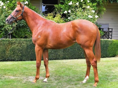 Aussie Filly Off To A Great Start South Africa Image 1