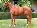 Aussie Filly Off To A Great Start South Africa