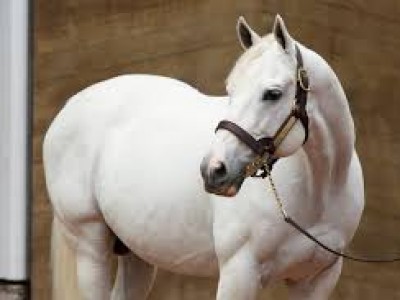 Tapit Exceeds $150 Million in Progeny Earnings With fewest C ... Image 1