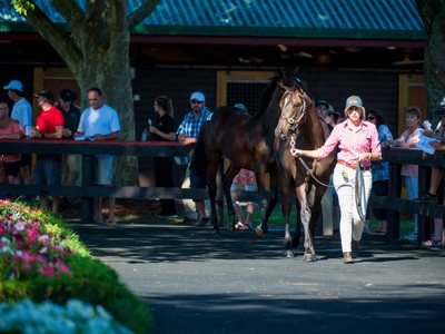 Trelawney Stud: Continuing a history of success Image 1