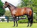 Exceed Colt Excels In Magic Millions Gold Coast On Day 1