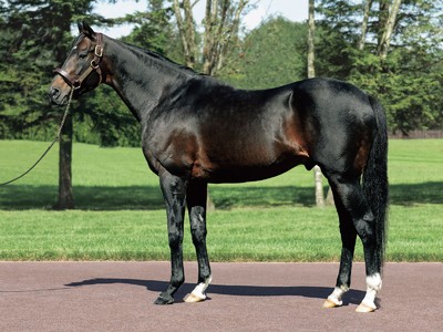 Deep Impact Colt Makes a Deep Impression on Day Two of MM Go ... Image 1