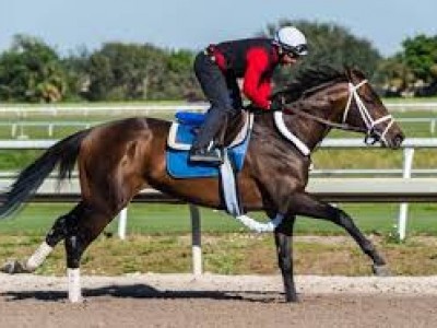 Preview: Pegasus World Cup (Race Video, Runner list, Race in ... Image 1