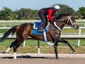 Preview: Pegasus World Cup (Race Video, Runner list, Race info)