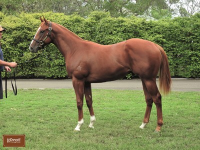 Davali Thoroughbreds: Rising One Year At A Time Image 2