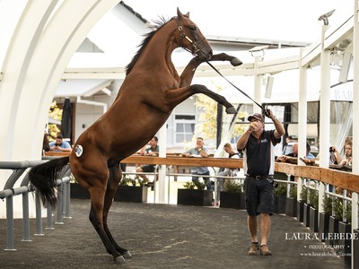 Davali Thoroughbreds: Rising One Year At A Time Image 1