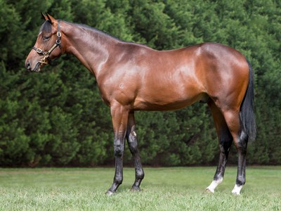 Lime Country Thoroughbreds: Slow and Steady Breeding The Bes ... Image 2