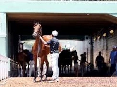 Fasig-Tipton cancels 2YO-In-Training Sale But California Fal ... Image 1