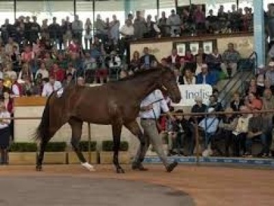 Digital Easter Yearling Sale Schedules Test Run Image 1