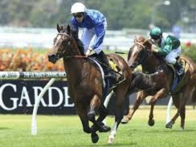 Godolphin owned-Bivouac on target for TJ Smith Stakes Image 2