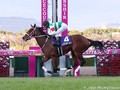 Preview: Gr.1 Oka Sho (Japanese 1,000 Guineas) (Runner List, Race Video, Race Info)