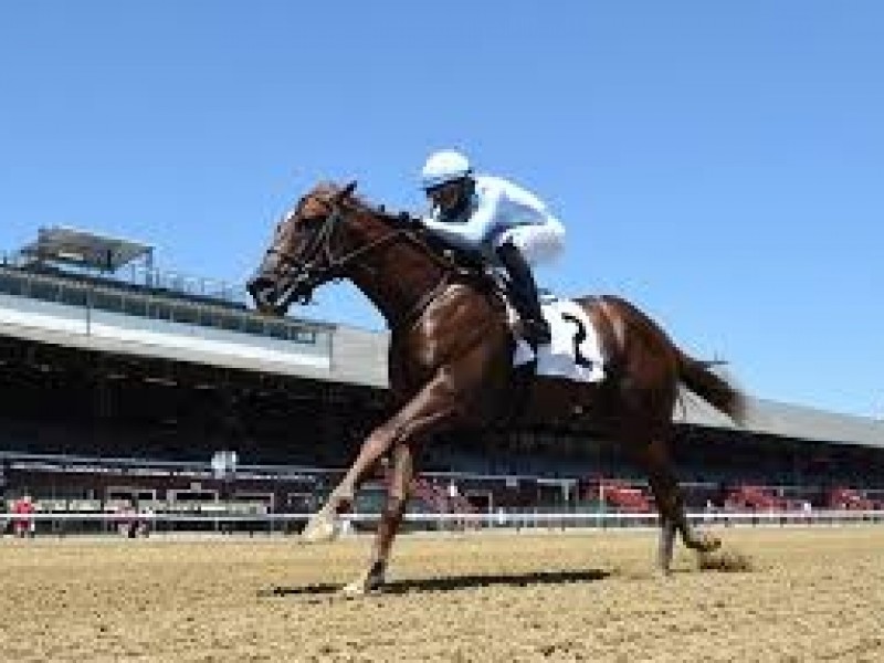 Preview: Juvenile Turf Sprint 2020 ( Horses, Racecard, 2019  ...